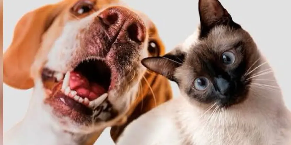 Imagem do grupo de WhatsApp 30 receitas saudáveis para Pet