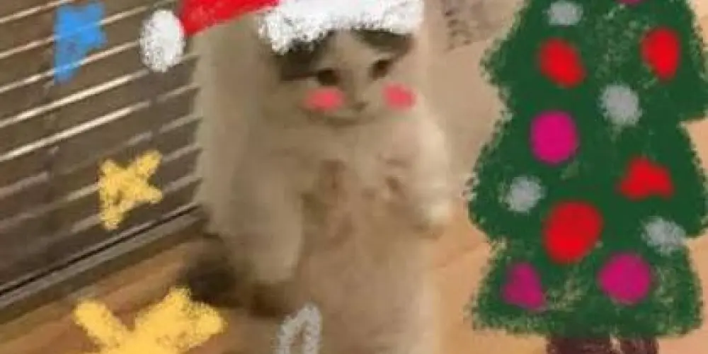 Imagem do grupo de WhatsApp 366 dias falando merda