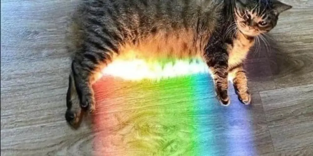 Imagem do grupo de WhatsApp 4 paredes 🏳️‍🌈