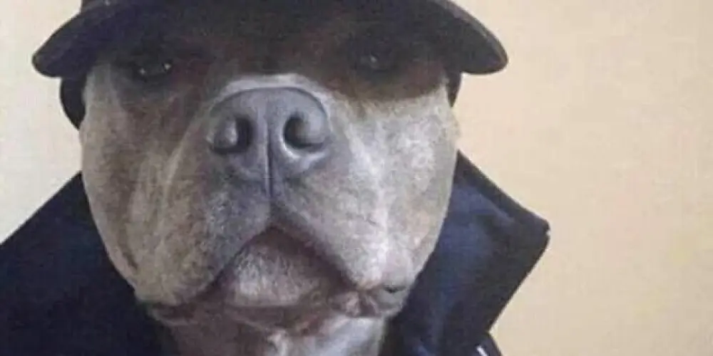 Imagem do grupo de WhatsApp -401-