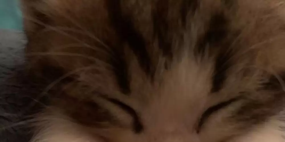 Imagem do grupo de WhatsApp 🔥𝑮𝑹𝑼𝑷𝑶 𝑫𝑨 𝑩𝑰𝑨 🔥