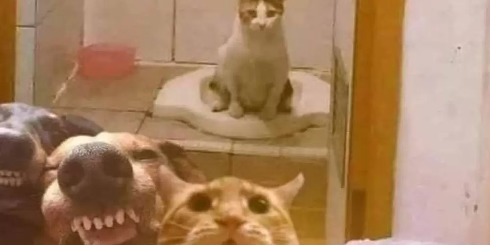 Imagem do grupo de WhatsApp ✮𝕷𝖚𝖓𝖙𝖎𝖈𝖔𝖘 𝖉𝖆 𝑾𝖊𝖇✮