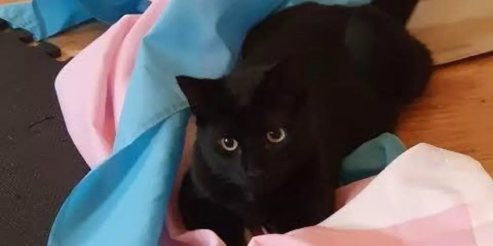 Imagem do grupo de WhatsApp 𝑻𝒓𝒂𝒏𝒔 ~☆