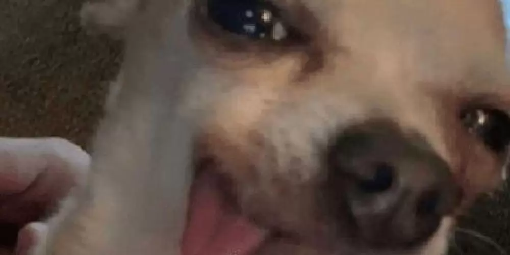 Imagem do grupo de WhatsApp 𝐻𝑜𝑠𝑝𝑖𝑐𝑒 😍