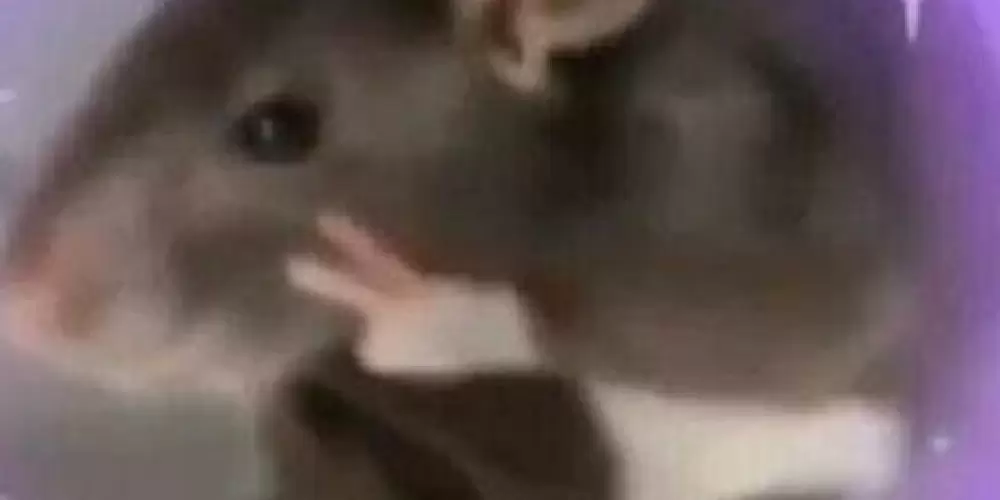 Imagem do grupo de WhatsApp 𝒜𝑛𝑎𝑙𝑓𝑎𝑏𝑒𝑡𝑖𝑠𝑚𝑜 𝑛𝑜 𝑏𝑟𝑎𝑠𝑖𝑙