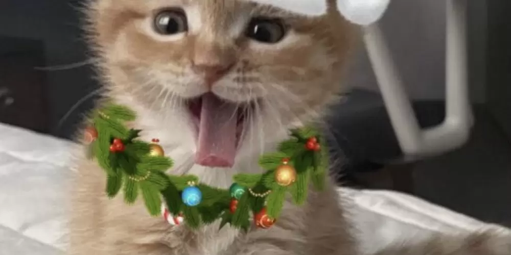 Imagem do grupo de WhatsApp 🐇 ⋆ 🐹  🎀  𝓈𝓌𝑒𝑒𝓉 𝓉𝑒𝒶𝓂  🎀  🐹 ⋆ 🐇