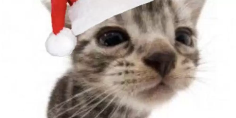 Imagem do grupo de WhatsApp 𝑆𝐻𝐼𝑇 𝐴𝑀𝐼𝑍𝐴𝐷𝐸𝑆