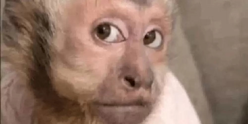 Imagem do grupo de WhatsApp 𝐀𝐅𝐑𝐈𝐂𝐀𝐍𝐎𝐒 🐒