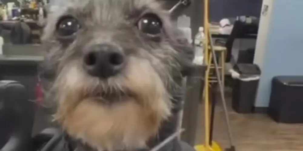 Imagem do grupo de WhatsApp ༒︎𝕳𝖔𝖘𝖕𝖎𝖈𝖎𝖔༆᯾