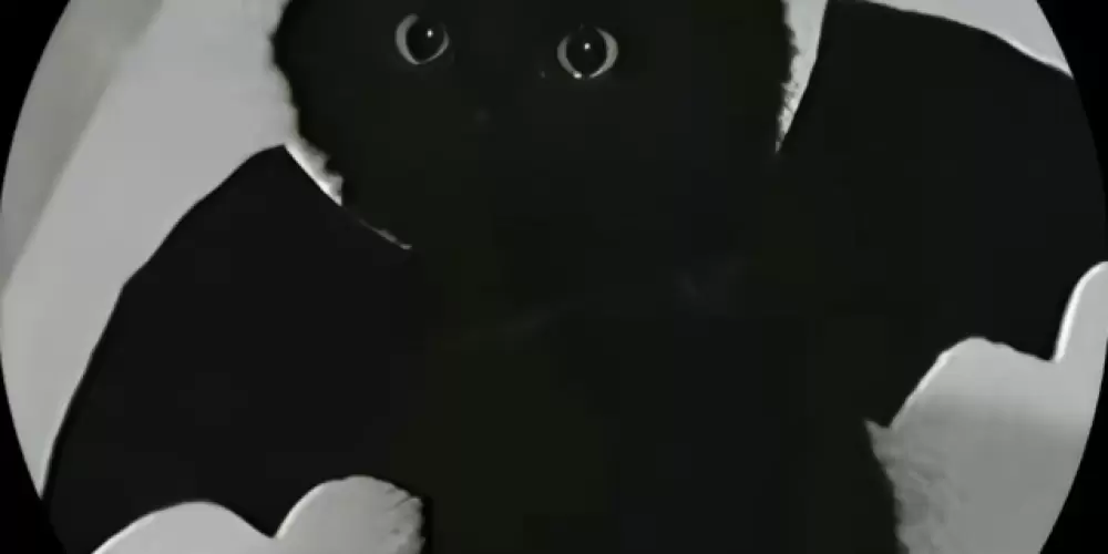 Imagem do grupo de WhatsApp 𝑾𝑩𝑺 𝑨𝑴𝑮𝑺 👻