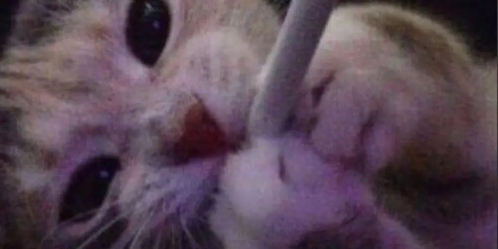 Imagem do grupo de WhatsApp 𝕸𝖊𝖓𝖙𝖊𝖘 𝖊𝖗𝖗𝖆𝖓𝖙𝖊𝖘