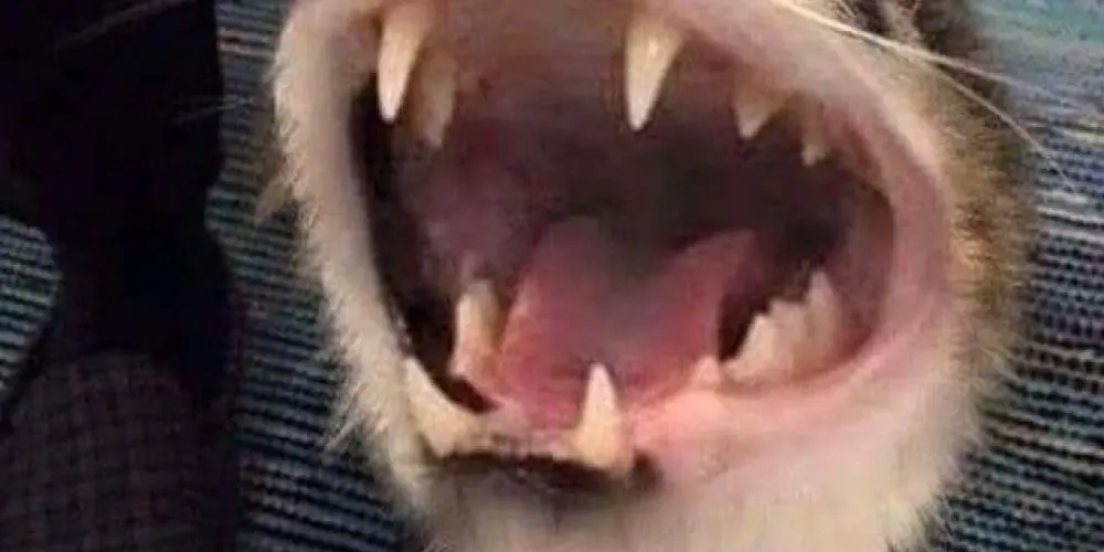 Imagem do grupo de WhatsApp 𓂀𝕊ℍ𝕀𝕋ℙ𝕆𝕊𝕋 ℂℍ𝔸𝕋𓂀