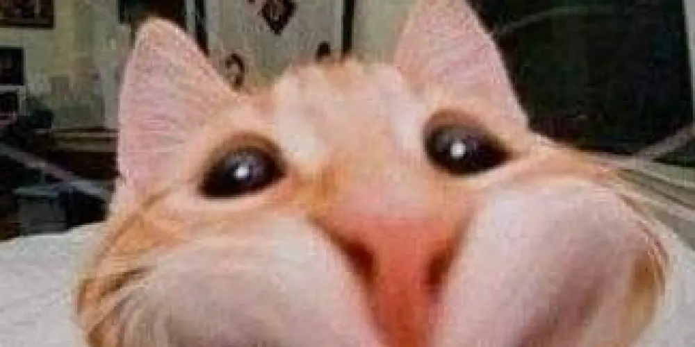 Imagem do grupo de WhatsApp 𝑉𝑖𝑐𝑖𝑜𝑢𝑠 𝑉𝑢𝑙𝑔𝑎𝑟 𝑉𝑖𝑏𝑒