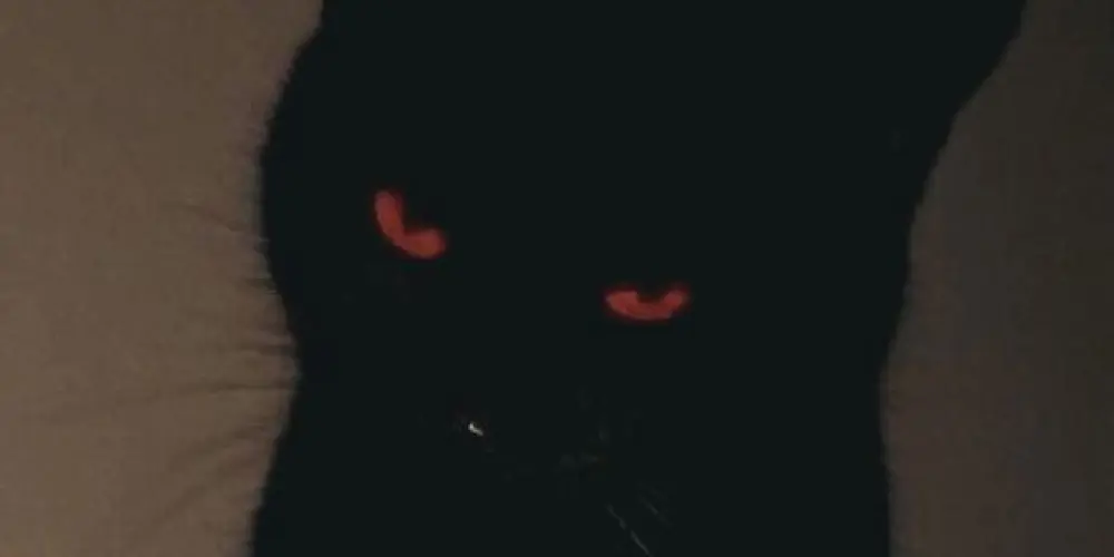 Imagem do grupo de WhatsApp 𝐴 𝐹𝐿𝑂𝑅 𝐷𝐴 𝑃𝐸𝐿𝐸