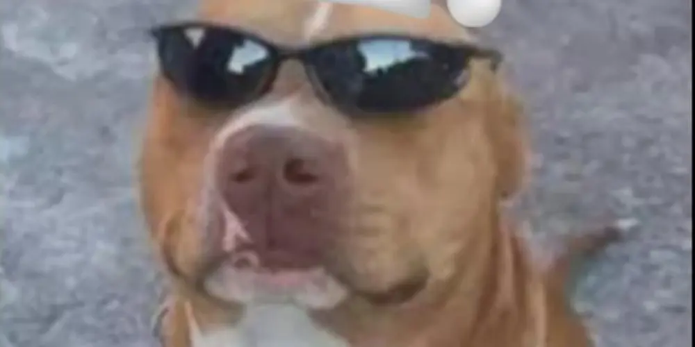 Imagem do grupo de WhatsApp ♧𝕿𝖗𝖔𝖕𝖎𝖓𝖍𝖆 𝖉𝖔 𝕲𝖙♧