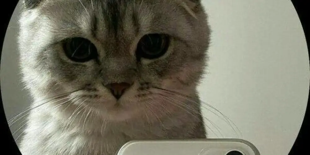 Imagem do grupo de WhatsApp 𝐂𝐥𝐮𝐛𝐞: 𝕾𝖔𝖈𝖎𝖆𝖑𝖎𝖟𝖆𝖈̧𝖆̃𝖔🏳️‍🌈🏳️‍⚧️