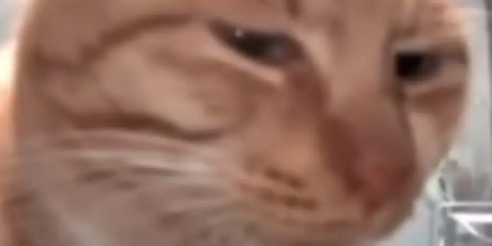 Imagem do grupo de WhatsApp ★︀︀︀︀︀︀𝑪𝑹𝑨𝒁𝒀-𝑪𝑯𝑨𝑻★