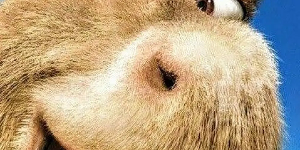 Imagem do grupo de WhatsApp 🅰🅼🅸🅶🅾🆂