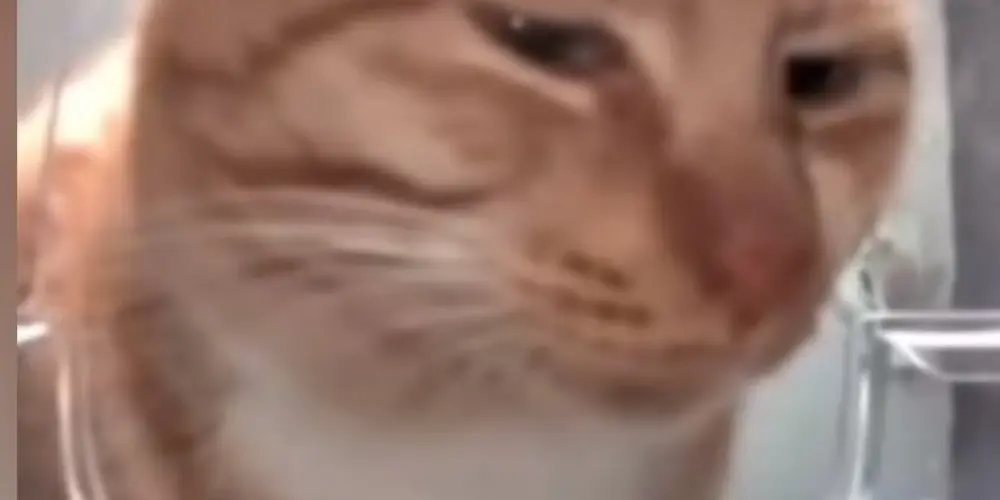 Imagem do grupo de WhatsApp ★𝑨𝒔𝒔𝒚𝒍𝒖𝒎★