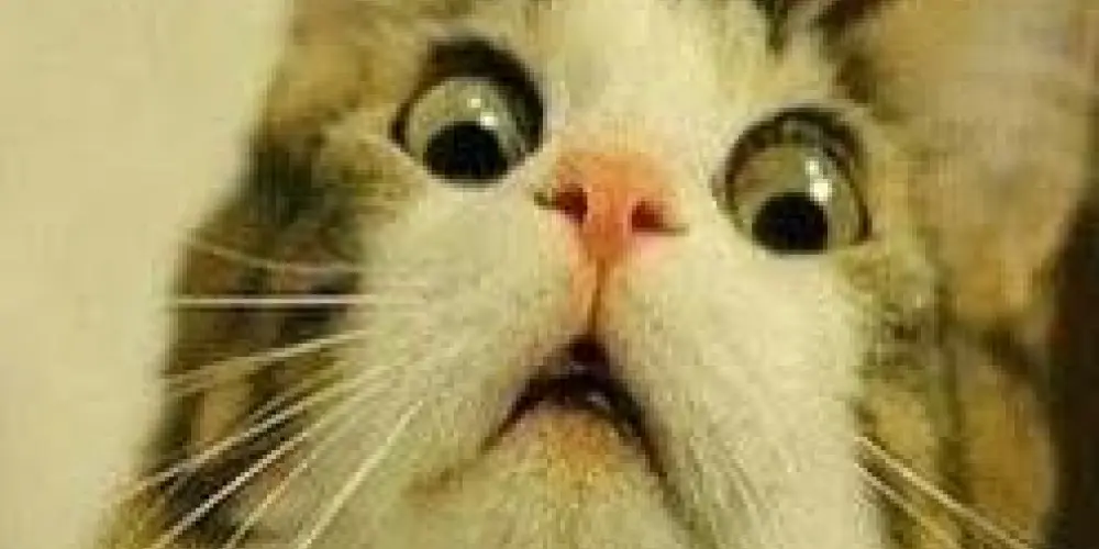 Imagem do grupo de WhatsApp ☠️𝕱𝖆𝖇𝖗𝖎𝖈𝖆𝖓𝖙𝖊𝖘 𝖉𝖊 𝖕𝖗𝖔𝖇𝖑𝖊𝖒𝖆𝖘☠️