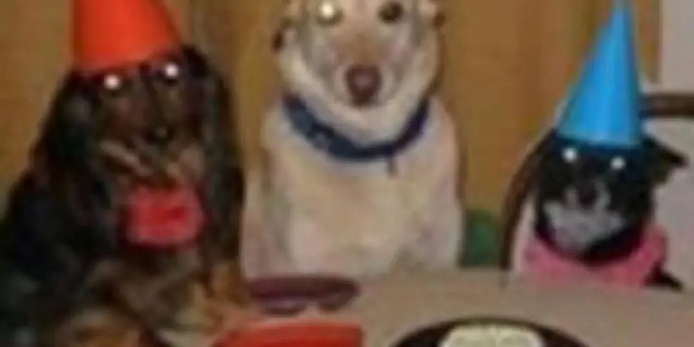 Imagem do grupo de WhatsApp 𝕾𝕺 𝕺𝕾 𝕯𝕴 𝖁𝕰𝕽𝕯𝕬𝕯𝕴