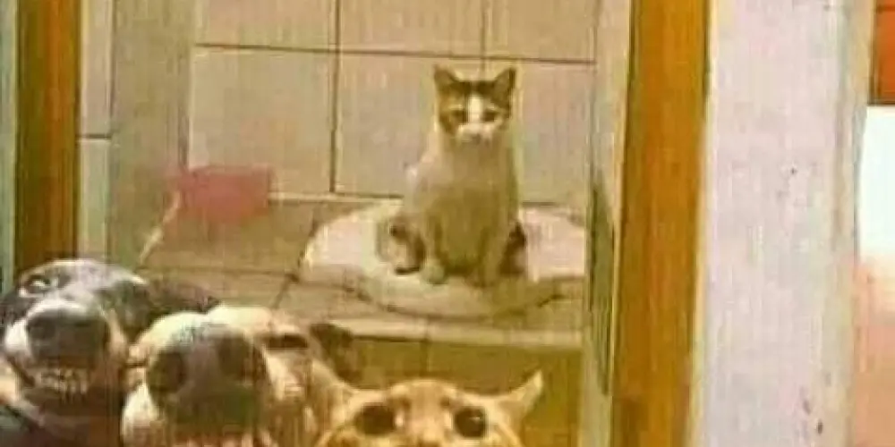 Imagem do grupo de WhatsApp 𝕋𝕌ℝ𝕄𝔸 𝔻𝔸𝕊 ℤ𝕌𝔼𝕀ℝ𝔸𝕊: 𝕖 𝕒𝕞𝕚𝕫𝕒𝕕𝕖 🥴