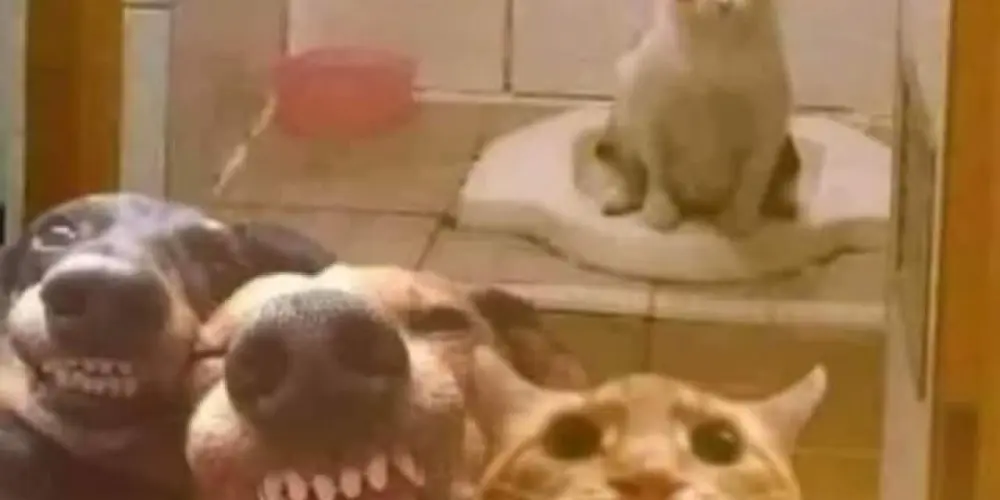 Imagem do grupo de WhatsApp 𝓵𝓮𝓽'𝓼 𝓫𝓮 𝓯𝓻𝓲𝓮𝓷𝓭𝓼? 💫