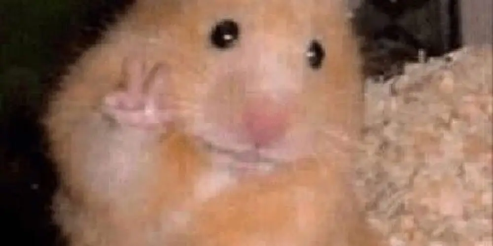 Imagem do grupo de WhatsApp 🐭🧀𝕿𝖗𝖔𝖕𝖆 𝖉𝖔 𝖗𝖆𝖙𝖔🧀🐭