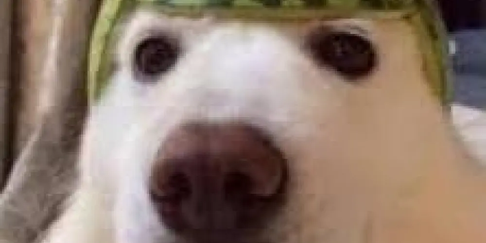 Imagem do grupo de WhatsApp 𝔽𝕒𝕧𝕖𝕝𝕒𝕕𝕠𝕤