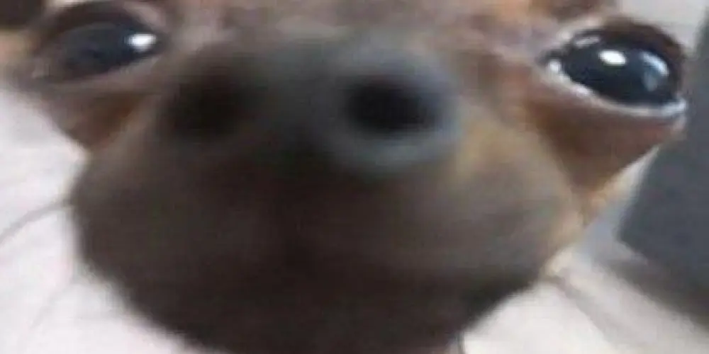 Imagem do grupo de WhatsApp 𝕱𝖗𝖆𝖐𝖙𝖚𝖗 𝕭𝖔𝖑𝖉