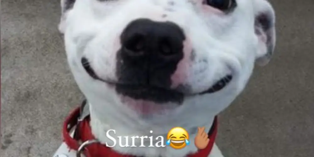 Imagem do grupo de WhatsApp 𝐒𝐮𝐫𝐫𝐢𝐀😂