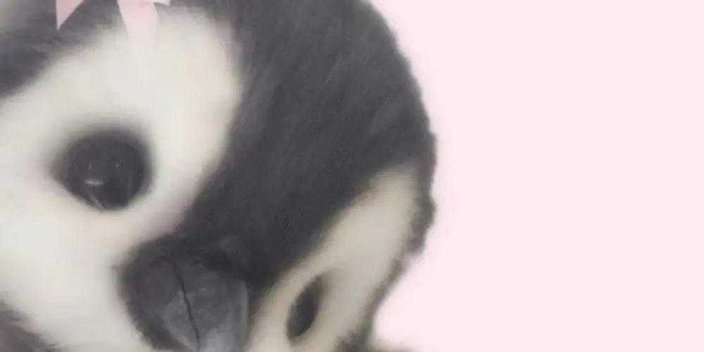 Imagem do grupo de WhatsApp ─•°.-ˏˋ Ᏼᥣ᥆᥆᥉᥉᥆꧑ ˊˎ🎀-.°•─