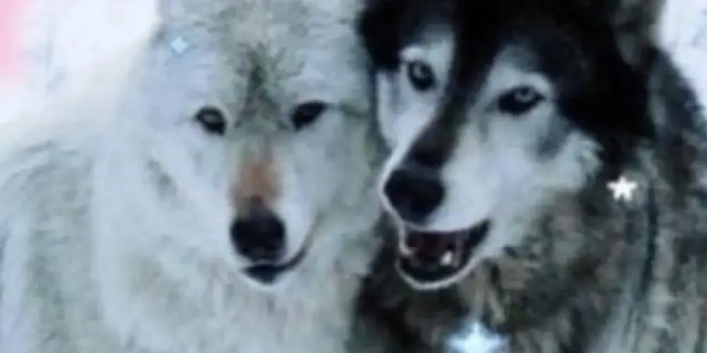 Imagem do grupo de WhatsApp 𝐀𝐥𝐜𝐚𝐭𝐞́𝐢𝐚 𝓵𝓸𝓫𝓸𝓼  ᥫ᭡𓄇