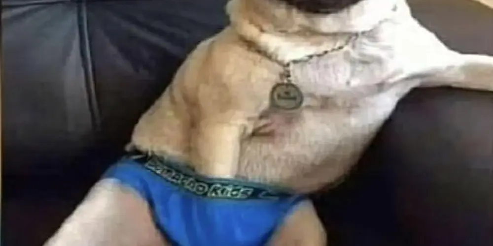 Imagem do grupo de WhatsApp ⒶⓂⒾⓏⒶⒹⒺⓈ