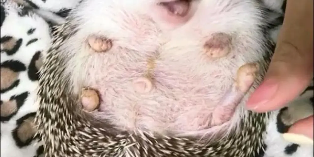 Imagem do grupo de WhatsApp 𝐀𝐌𝐈𝐆𝐔𝐈𝐍𝐇𝐎𝐒 𝟐.𝟎 𝐂𝐇𝐀𝐓