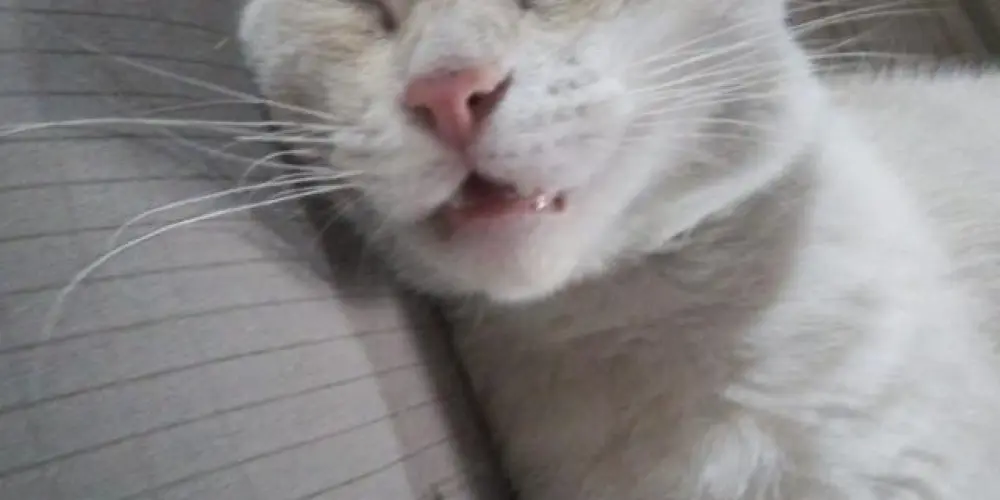 Imagem do grupo de WhatsApp 🄰🄺🄸🅁🄰 💯