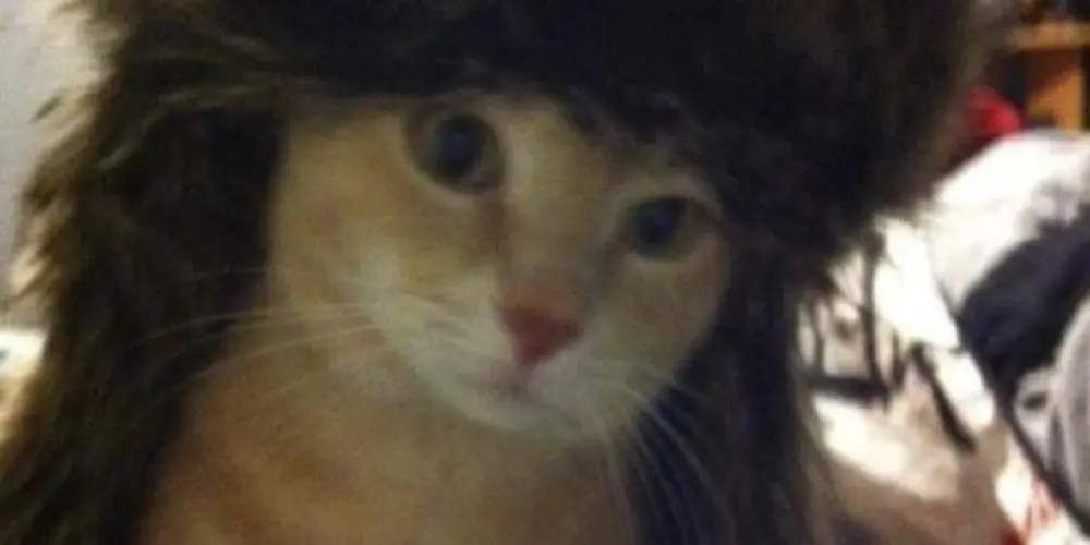 Imagem do grupo de WhatsApp 🔷     𝙘𝙝𝙖𝙩 𝙗𝙮 𝙢𝙚𝙡𝙞𝙝      ♦️