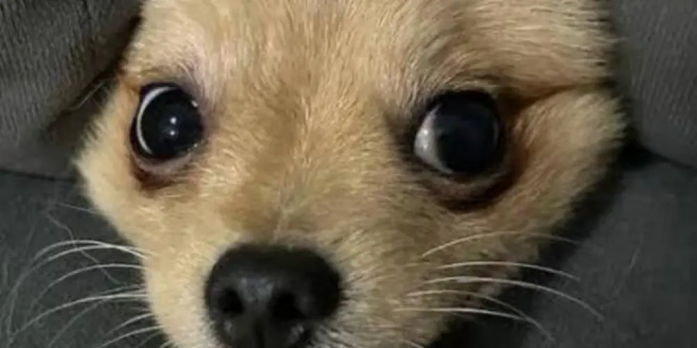 Imagem do grupo de WhatsApp 𝐀𝐦𝐢𝐠𝐨𝐬 𝐝𝐚 𝐰𝐞𝐛 🐣