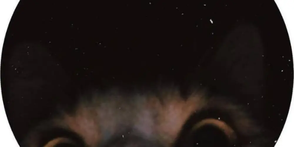 Imagem do grupo de WhatsApp 𝔒𝔰 𝔩𝔬𝔲𝔠𝔬𝔰 √👾