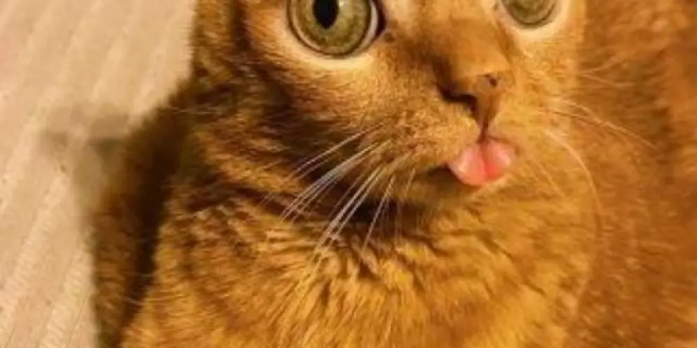 Imagem do grupo de WhatsApp ㊮✿𝑨𝒎𝒛𝒅➩⃗™𝕱𝖗𝖎𝖊𝖓𝖉𝖘✿㊮