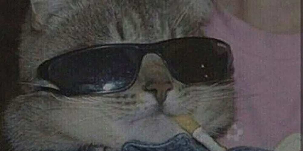 Imagem do grupo de WhatsApp 🤡