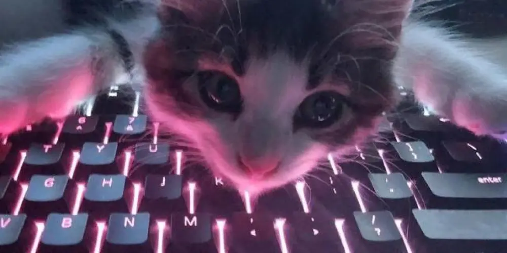 Imagem do grupo de WhatsApp 🄻🄾🄰🄳🄸🄽🄶...