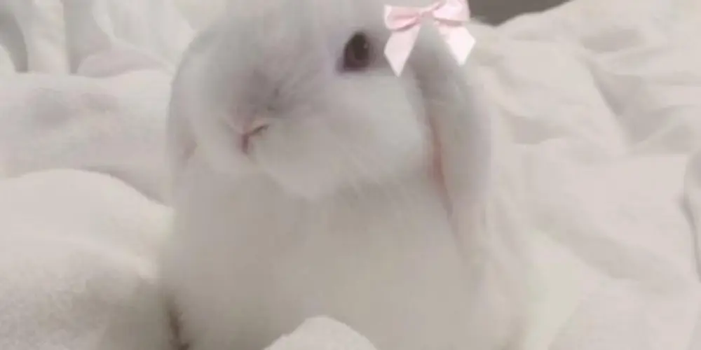 Imagem do grupo de WhatsApp 𝘽𝙪𝙣𝙣𝙞𝙚𝙨 𝙘𝙤𝙦𝙪𝙚𝙩𝙩𝙚🎀