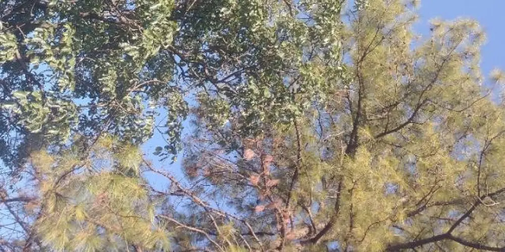 Imagem do grupo de WhatsApp ✰𝑨𝒎𝒊𝒛𝒂𝒅𝒆𝒔 𝑬𝒕𝒆𝒓𝒏𝒂𝒔☕✰