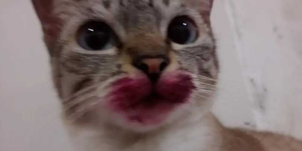 Imagem do grupo de WhatsApp 𝙈𝘼𝘿𝙀 𝙄𝙉 𝘾𝙃𝙄𝙉𝘼