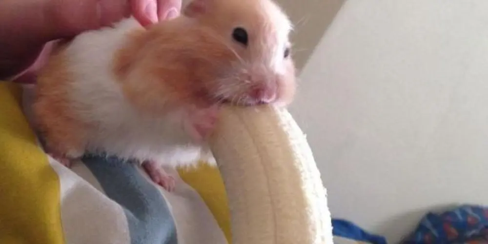 Imagem do grupo de WhatsApp 𝔊𝔯𝔲𝔭𝔬 𝔡𝔬𝔰 ᵃᵐⁱᵍᵒˢ 𝓔 𝓪𝓶𝓲𝓰𝓪𝓼❤️