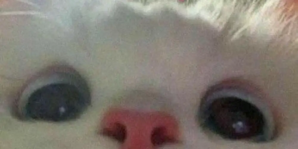 Imagem do grupo de WhatsApp ~𝕭𝕰𝕾𝕿 𝕱𝕺𝕽𝕰𝖁𝕰𝕽𝕾~❤️