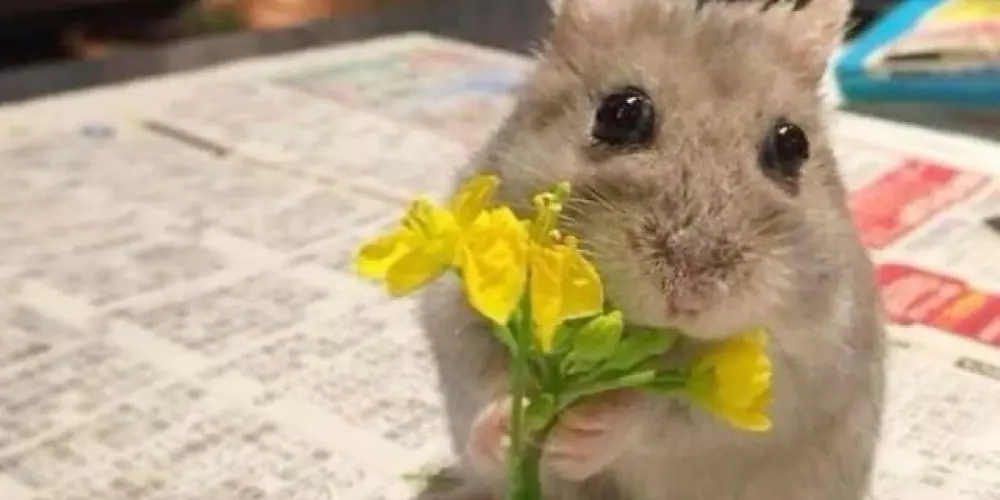 Imagem do grupo de WhatsApp 𝐁𝐨𝐧𝐝𝐞 𝕕𝕒𝕤 𝑴𝑨𝑹𝑨𝑽𝑰𝑳𝑯𝑨𝑺 💝🏳️‍🌈