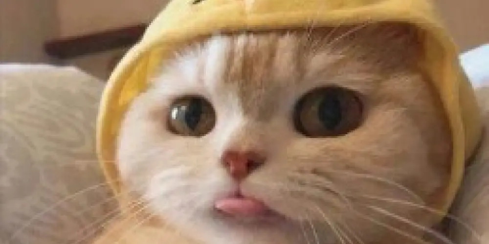 Imagem do grupo de WhatsApp 𝐌𝐀𝐃𝐄 𝐈𝐍 𝐁𝐑𝐀𝐙𝐈𝐋