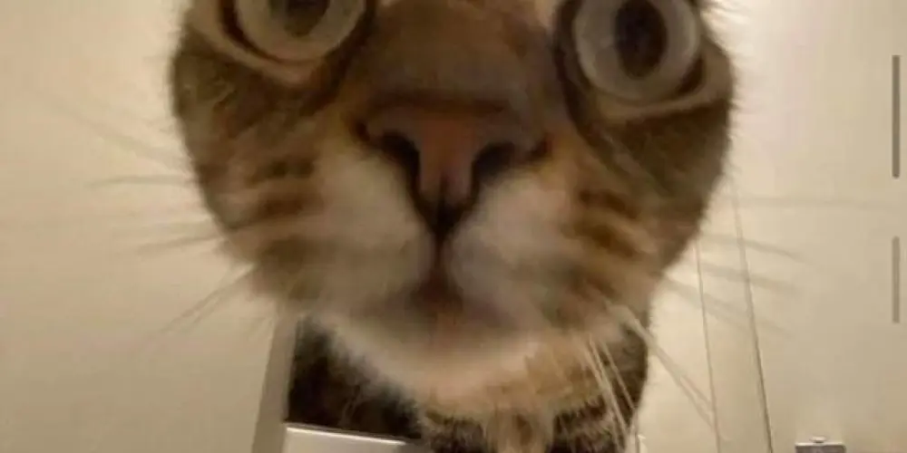 Imagem do grupo de WhatsApp 𝕬𝖒𝖎𝖟𝖆𝖉𝖊𝖘